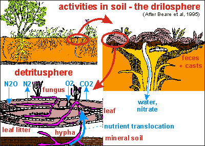 soil activity - the drilosphere