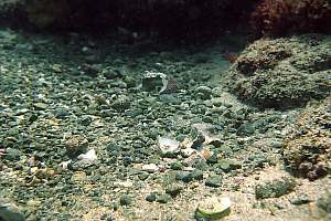 feeding spot of Eagle Ray (Myliobatis tenuicaudatus)