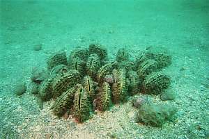 a cluster of Atrina fan shells Atrina pectinata zelandica