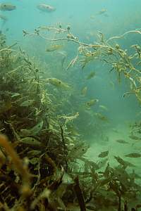 tall seaweeds as nursery ground