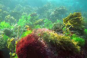 a healthy seaweed community