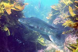 male butterfish (Odax pullus)