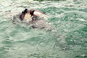 f011226: mother dolphin cradles dead baby