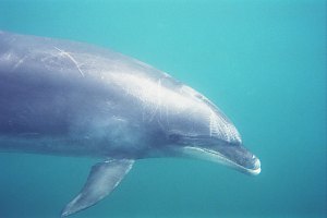 f011703: closeup of male bottlenose dolphin