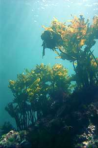 stalked kelp Ecklonia radiata