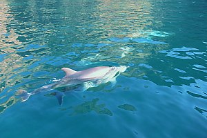f014303: mother dolphin pushing her deformed calf