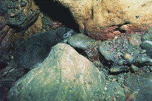 f015217: fledgling blue penguin chick