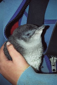 f015331: fledgling blue penguin chick