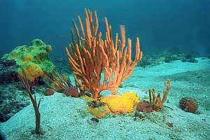 deep reef habitat near Leigh