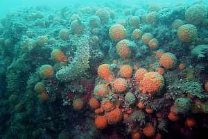 golden golfball sponges cleaned by sea cucumbers
