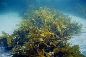 broken kelp