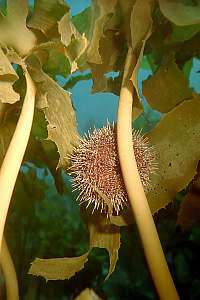 common green urchin Evechinus chloroticus