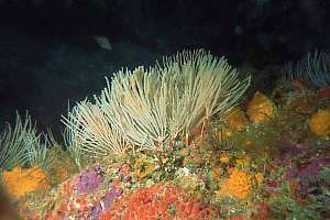 Primnoides bead coral