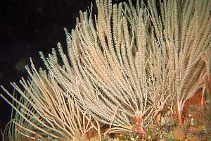 Primnoides bead coral
