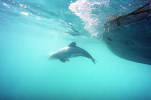 f026417: Hectors dolphin bow riding