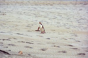 f026825: yellow-eyed penguin arriving at dusk