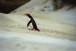 f026827: yellow eyed penguin trudges up a dune