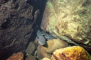 f027720: eels sharing their home