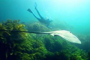 Long-tailed stingray and freediver