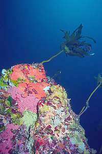 deep reef boundary