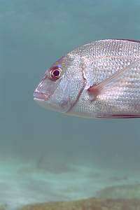 snapper or sea bream (Pagrus auratus)