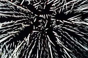 f030909: black and white urchin tripneustes sp