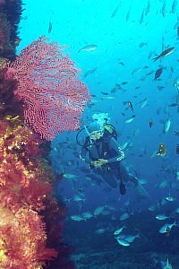 f031315: diver and large gorgonean coral