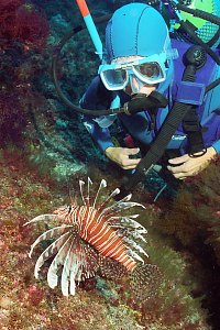 f031320: diver and lion fish