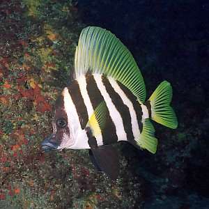 http://www.seafriends.org.nz/images/f031519t.jpg