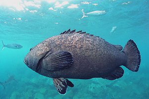 f031701: female black grouper, large and ugly