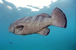 f031716: large female grouper