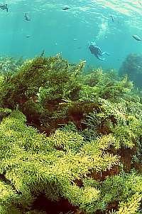 f033932: kelp garden