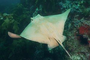 light coloured eagle ray. Moulting?