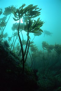 f035917: mature stalked kelp (Ecklonia radiata)