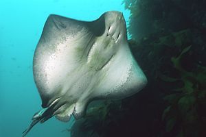 A short-tailed stingray showing its belly