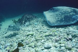 just born baby eagle ray dwarfed by mature long-tailed stingray
