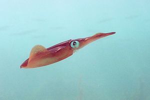 closeup of a young broad squid