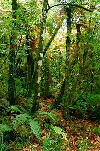 f211631: rain forest near the resurgence