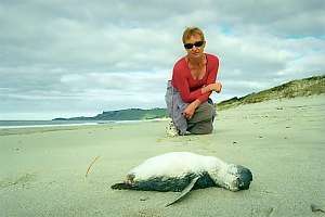 f212614: beached dead blue penguin