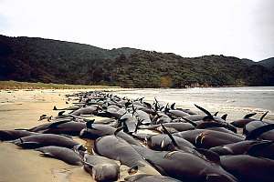 f982102: 270 pilot whales (Globicephala melaena) died