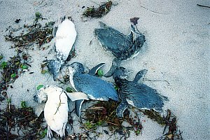 f990833: blue penguin mass mortality