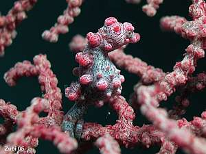 Hippocampus bargibanti. the pygmy seahorse
