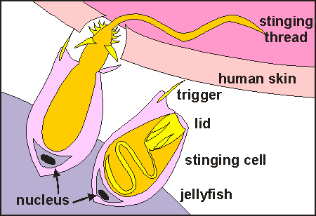 Know Your Jellyfish