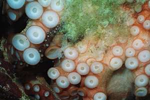 female octopus laying eggs on an aquarium window