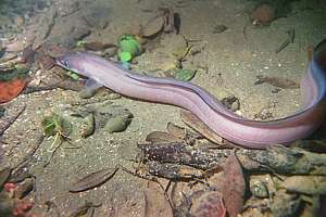 northern conger eel (Conger wilsoni)