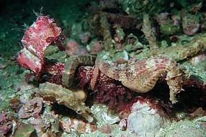 sea horses (Hippocampus abdominalis) sleeping