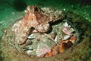 sand octopus mating