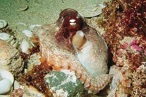 a sand octopus above its den (Octopus gibbsi)