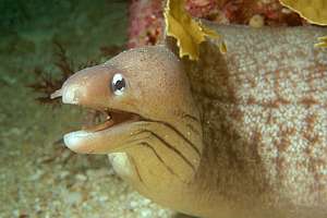 grey moray eel (Gymnothorax nubilus)