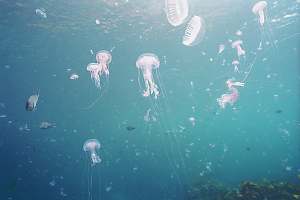 f029503: a plague of jellyfish
